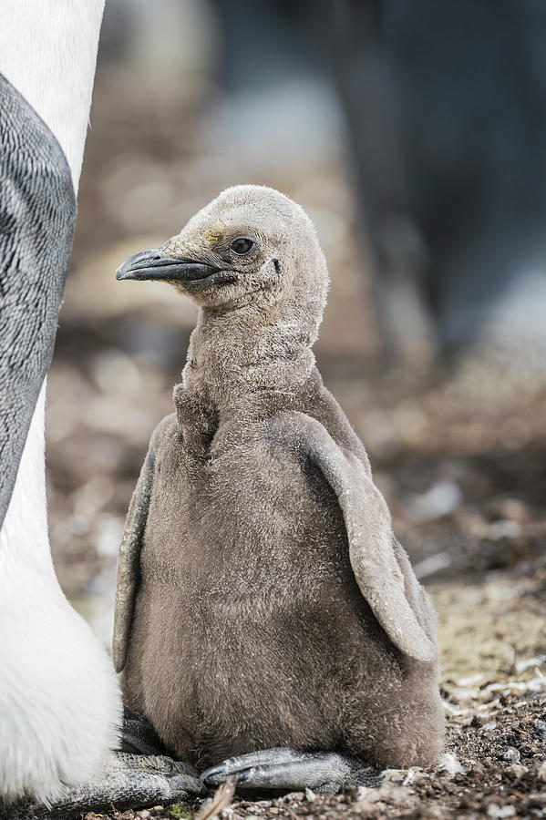 King Penguin Chick Photograph by Tui De Roy