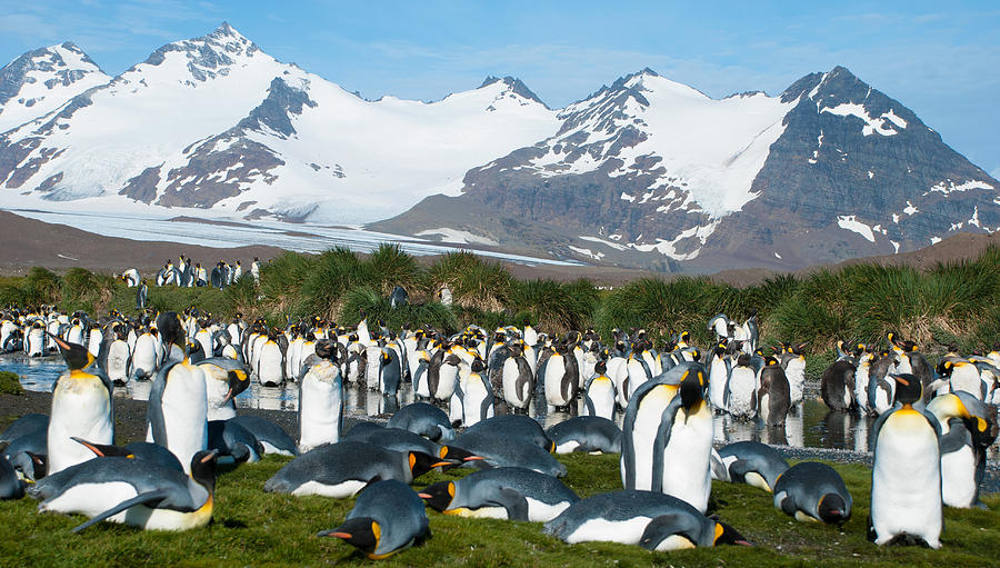 King Penguin Colony Photograph by Sascha Grabow