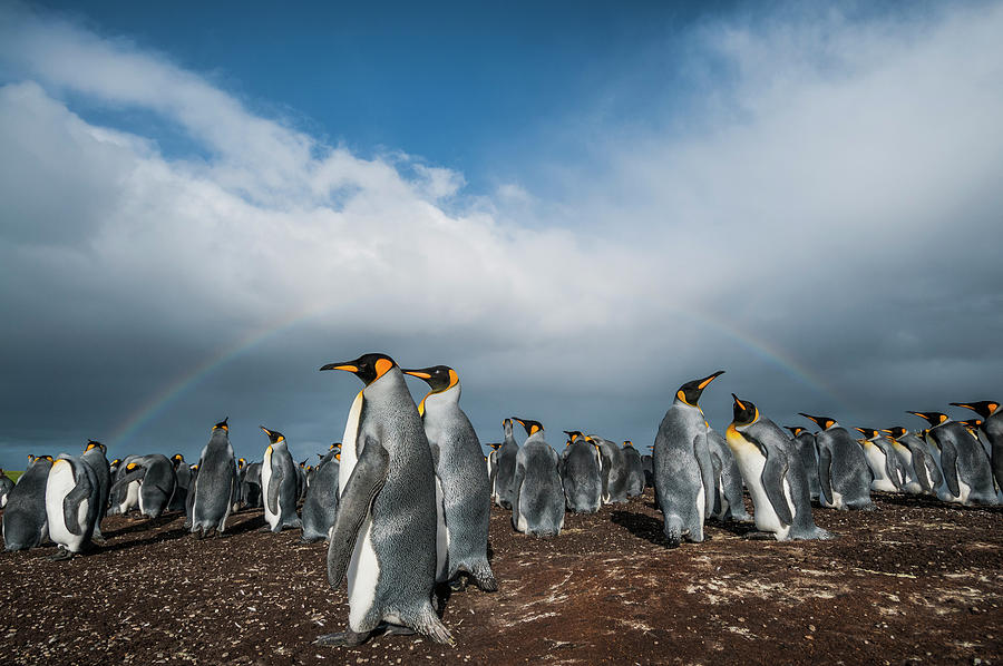 King Penguin Colony Under Rainbow Photograph by Tui De Roy