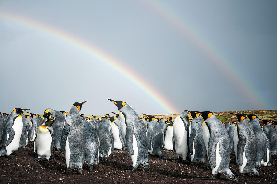 King Penguin Colony Under Rainbows Photograph by Tui De Roy King Penguin Colony Under Rainbows Photograph by Tui De Roy