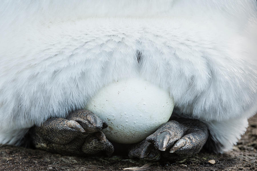 King Penguin Egg On Feet Photograph by Tui De Roy