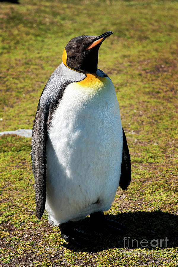 King Penguins Falkland Islands Stanley South America Photograph By Yefim Bam