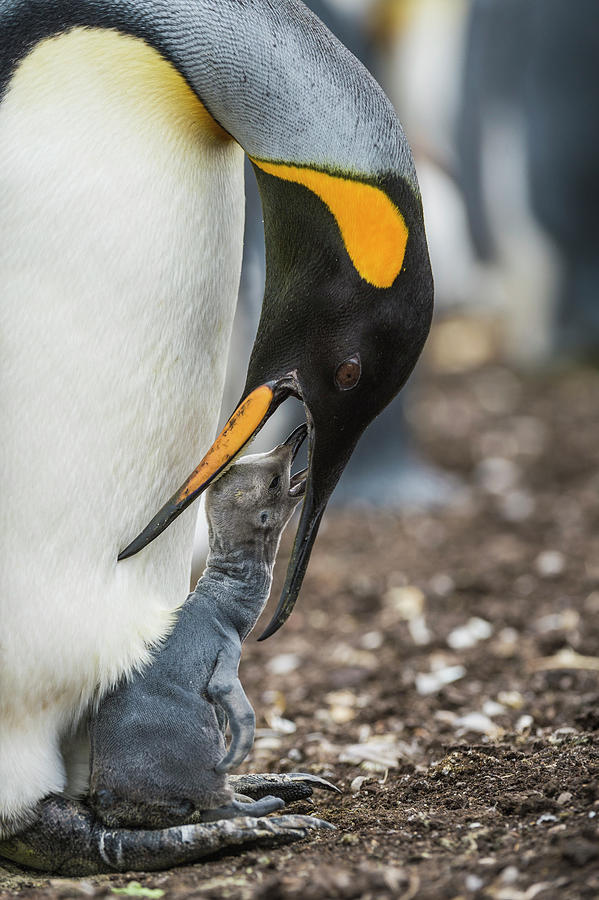 King Penguin Feeding Young Chick Photograph by Tui De Roy