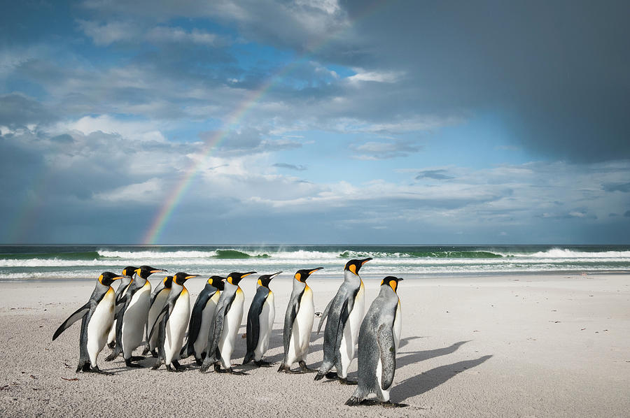 King Penguin Group And Rainbow Photograph by Tui De Roy