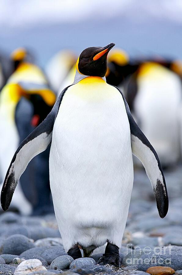 King Penguin Photograph By Nehemiah Art - Fine Art America