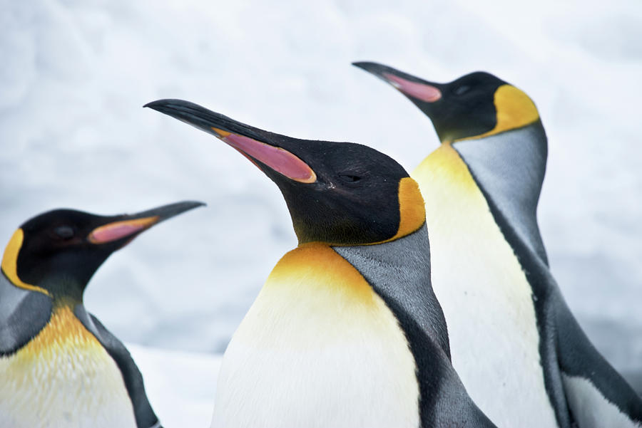 King Penguin Photograph by Japanese Amateur Photog
