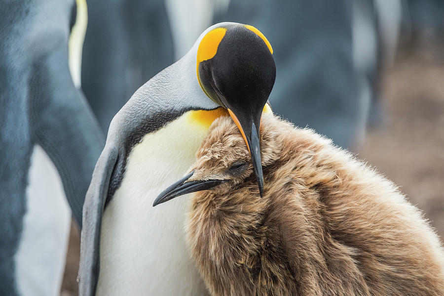 King Penguin Nuzzling Chick Photograph by Tui De Roy