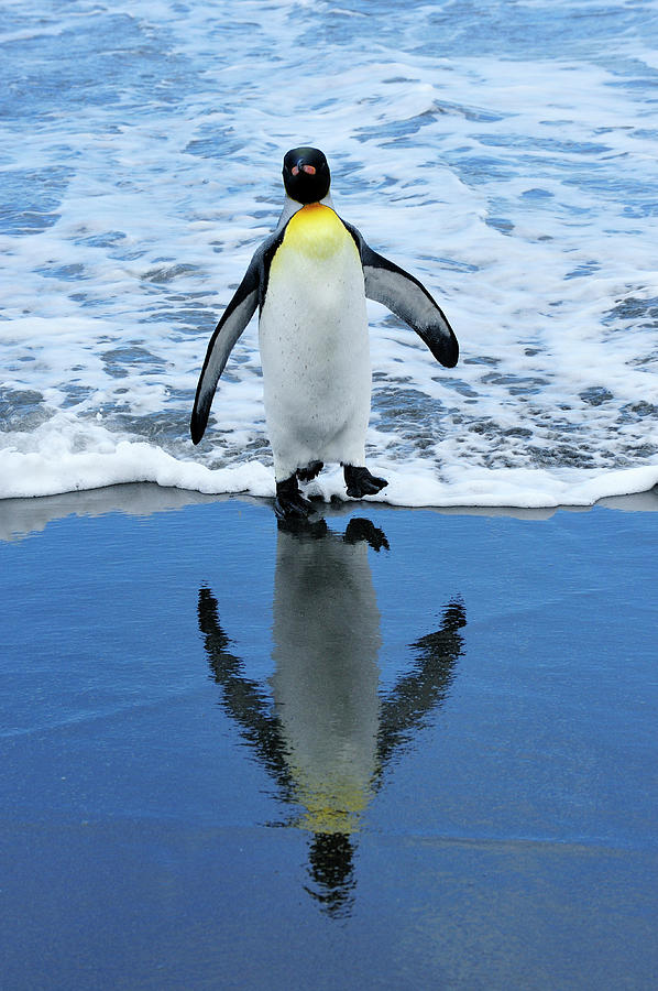 King Penguin On Beach Photograph by Tcyuen