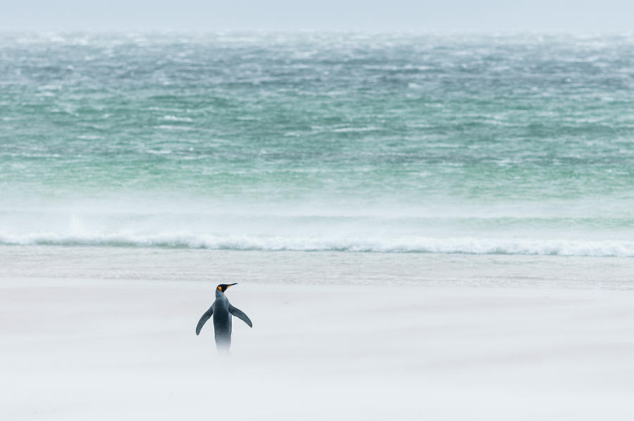 King Penguin On Windy Volunteer Beach Photograph by Tui De Roy
