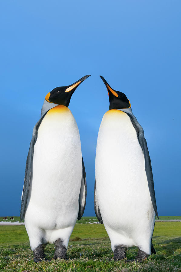 King Penguin Pair, Falklands Photograph by Tui De Roy