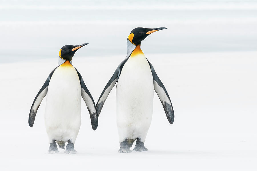 King Penguin Pair On Volunteer Beach Photograph by Tui De Roy