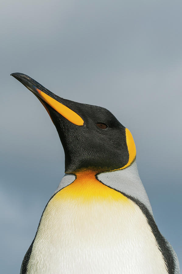 King Penguin Portrait Photograph by Tui De Roy
