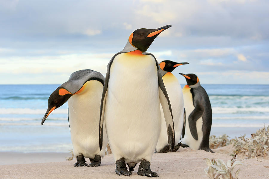 King Penguin Quartet Photograph by Heike Odermatt