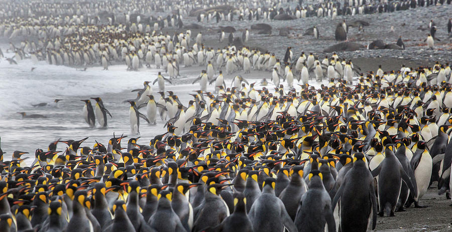 King Penguin Rookery At Salisbury Photograph by Tom Norring - Pixels