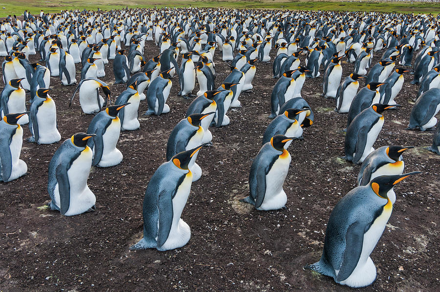 King Penguin Rookery, Falklands Photograph by Tui De Roy
