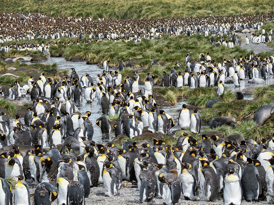 King Penguin Rookery In Gold Harbour Photograph by Martin Zwick