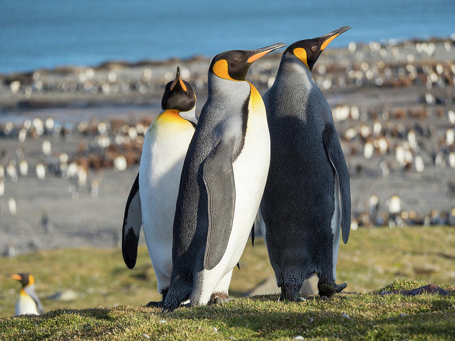 King Penguin Rookery In St Photograph by Martin Zwick - Pixels