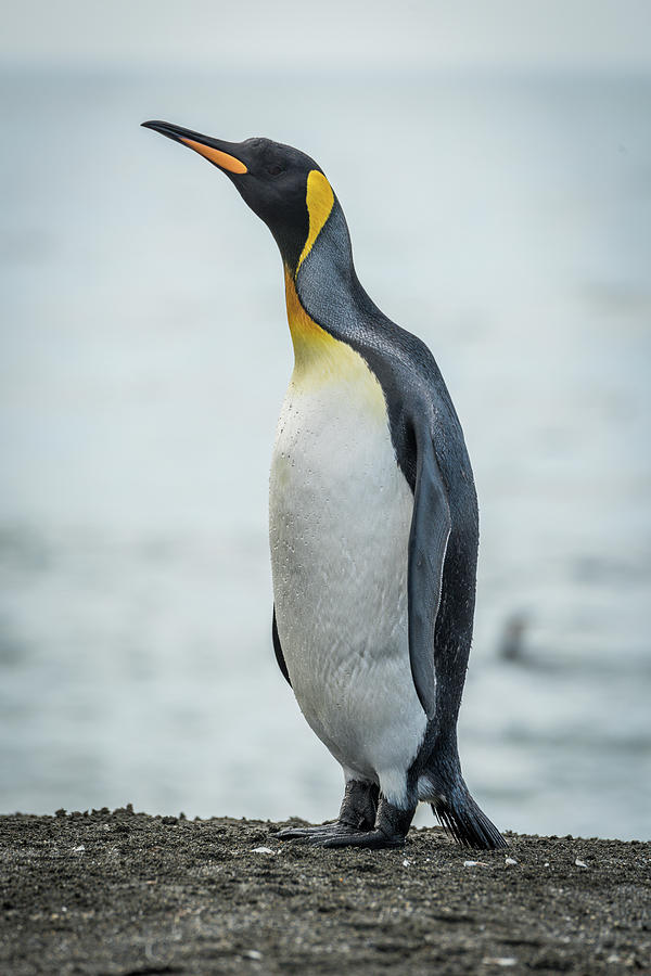 King penguin stretching neck on sandy beach Photograph by Ndp - Fine ...