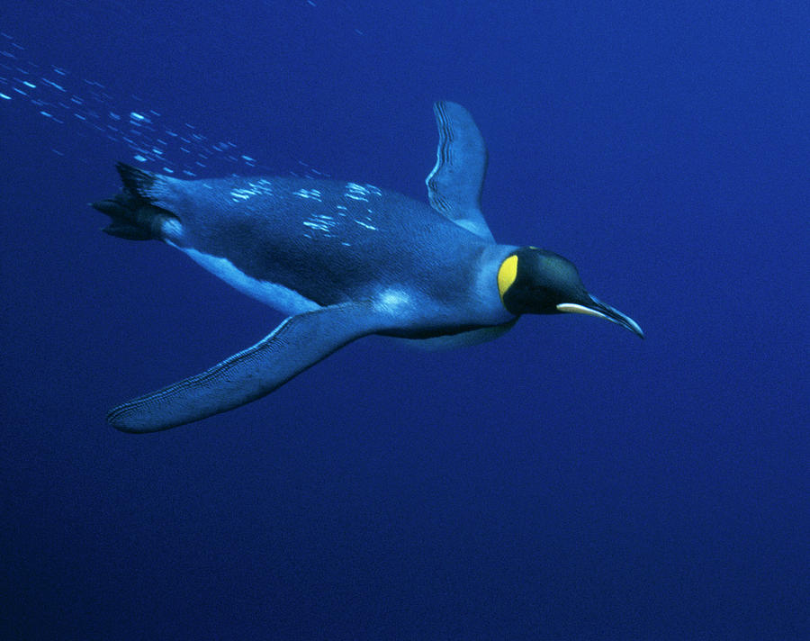 King Penguin Swimming Aptenodytes Photograph by Nhpa