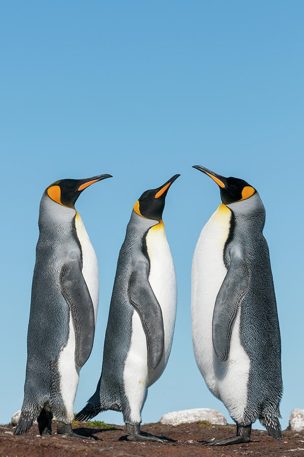 King Penguin Trio, Falklands Photograph by Tui De Roy