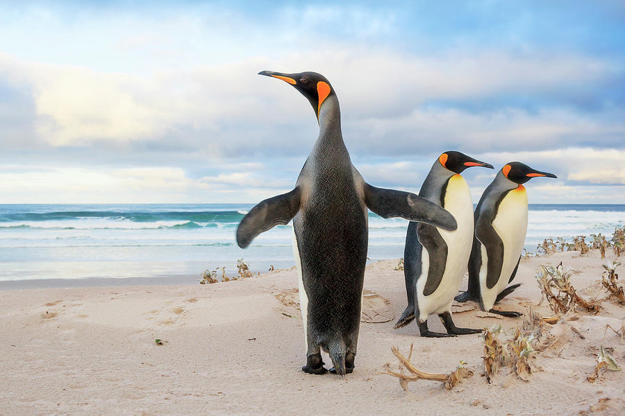 King Penguin Trio On The Beach Photograph by Heike Odermatt