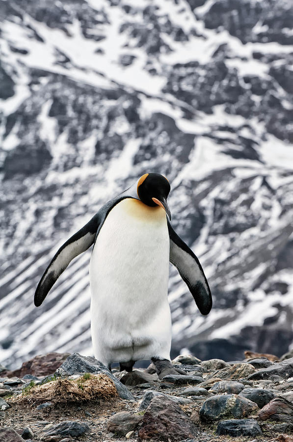 King Penguin Walking Across Rocks Photograph by Gabrielle Therin-weise