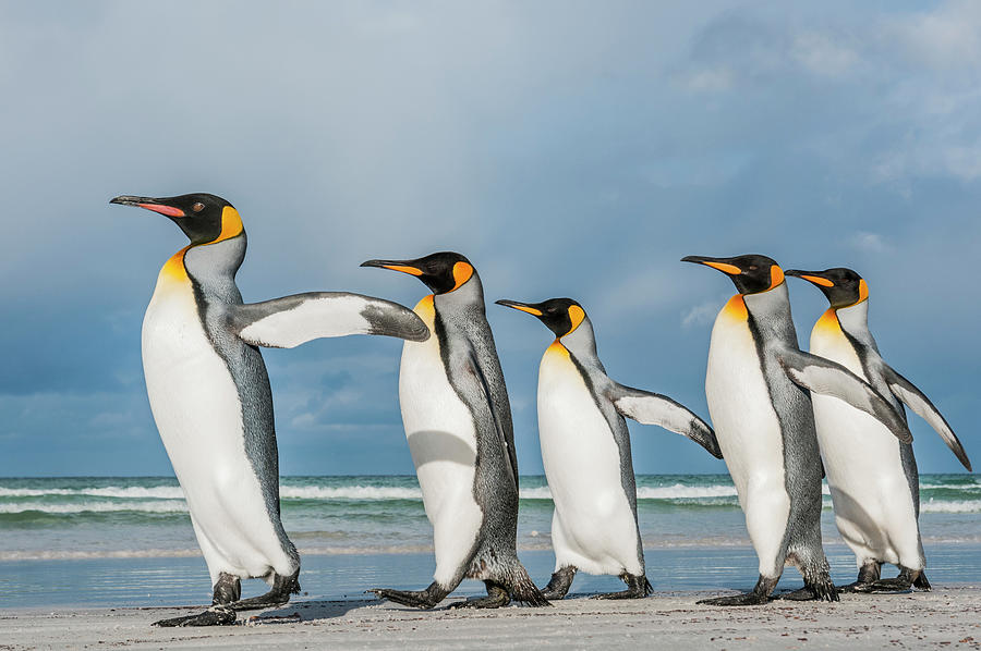 King Penguin Walking Volunteer Beach Photograph by Tui De Roy