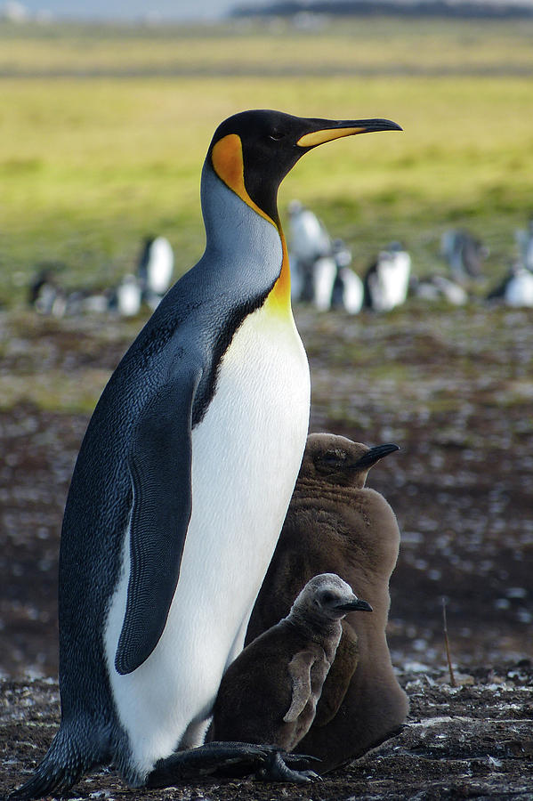 King Penguin with Juveniles Photograph by Martha Miller