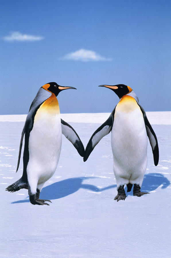 King Penguins Aptenodytes Patagonicus Photograph by Johnny Johnson
