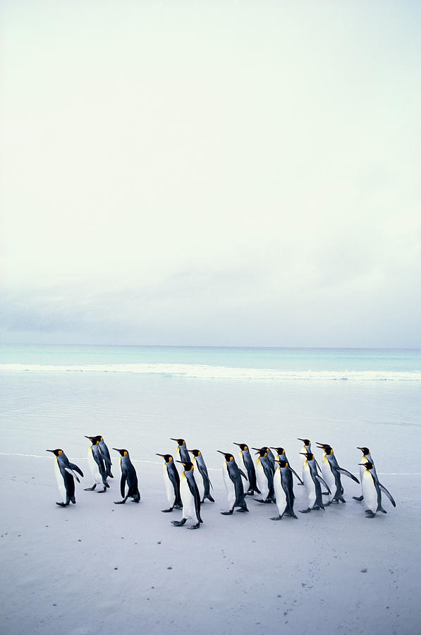 King Penguins Aptenodytes Patagonicus Photograph by Kim Heacox