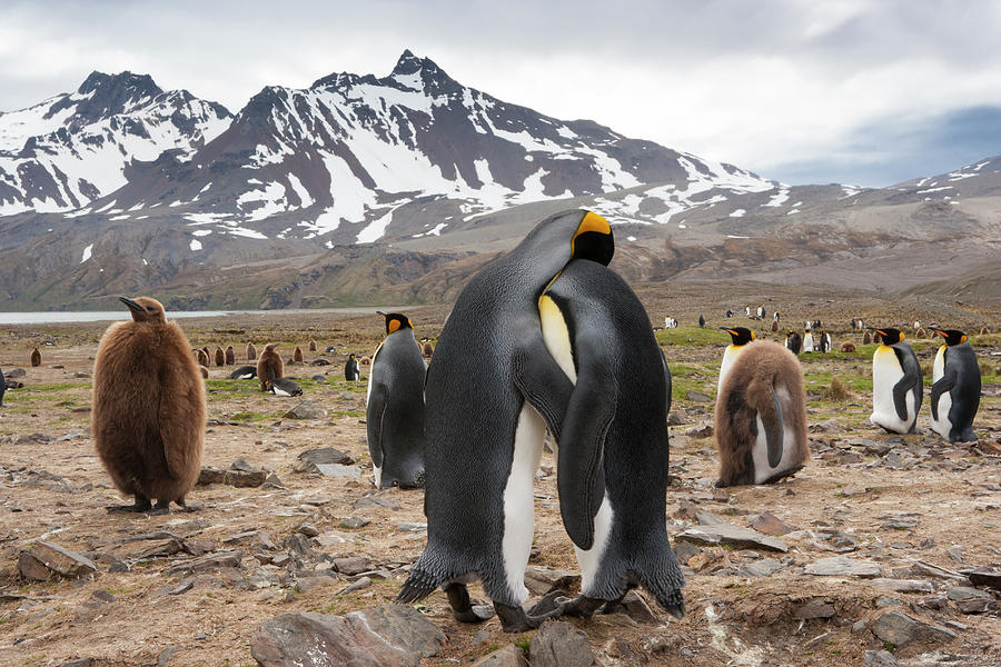 King Penguins, Aptenodytes Patagonicus Photograph by Mint Images - Art Wolfe