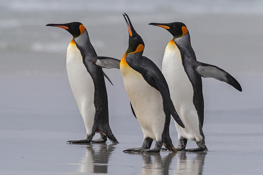 Nature Photograph - King Penguins At The Falklands. by Pa Vergara