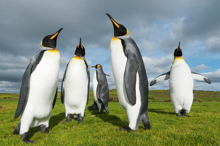 King Penguins At Volunteer Beach Photograph by Tui De Roy