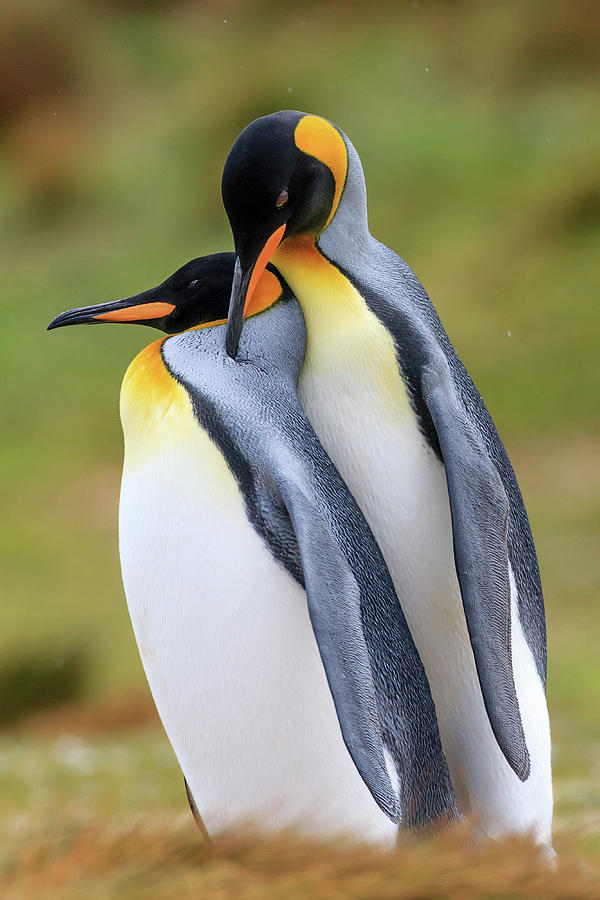 King Penguins Caressing Photograph by Heike Odermatt