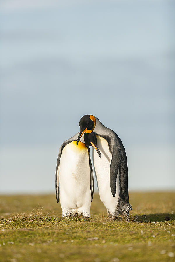 Penguin Photograph - King Penguins Couple by Joan Gil Raga
