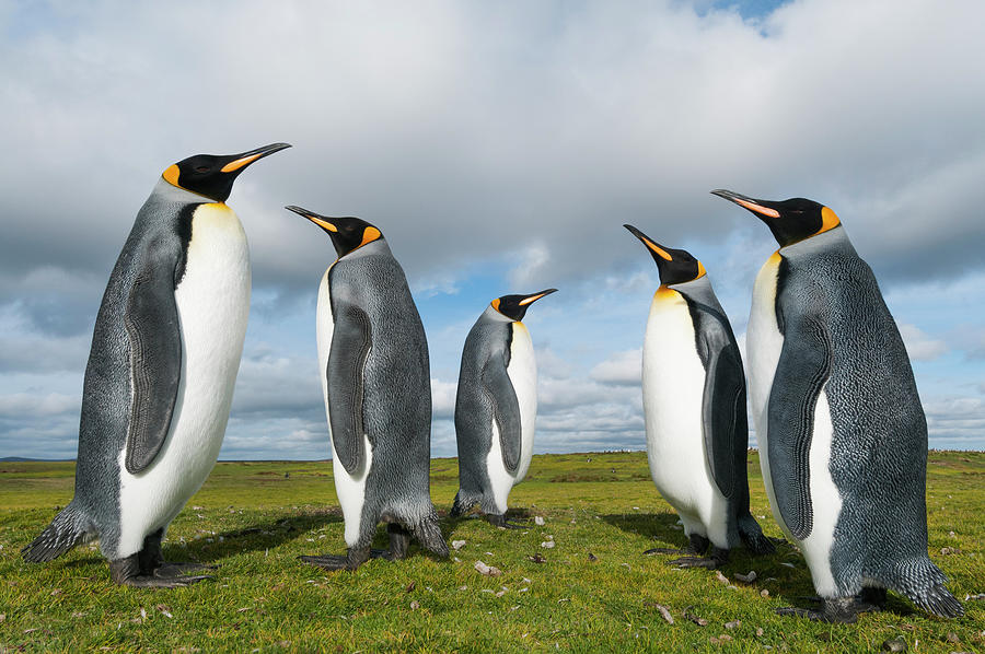 King Penguins, East Falkland Island Photograph by Tui De Roy