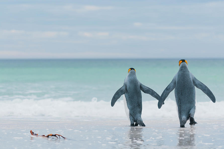 King Penguins Entering The Sea Photograph by Tui De Roy