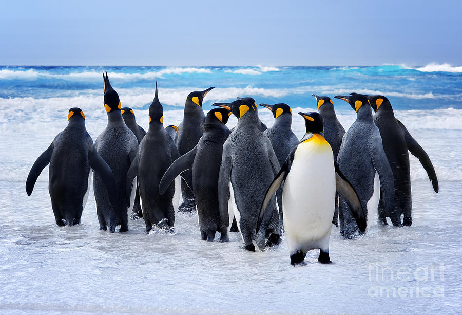 Strong Photograph - King Penguins Heading To The Water In by Kwest Strong Photograph - King Penguins Heading To The Water In by Kwest