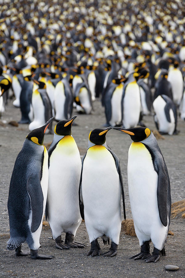 King Penguins In Colony, Aptenodytes Patagonicus, Colony, Gold Harbour, South Georgia, Antarctica Photograph by Konrad Wothe