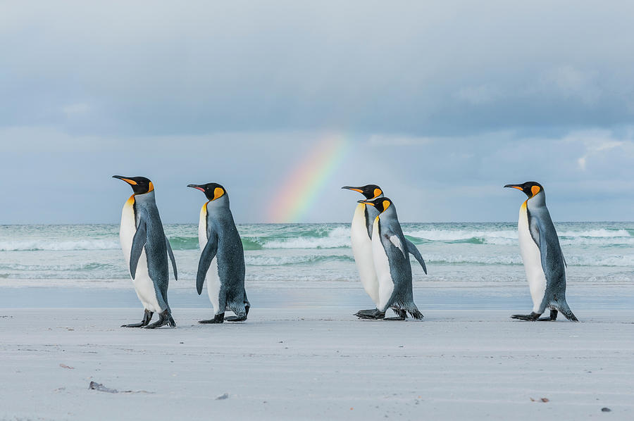 King Penguins On Beach With Rainbow Photograph by Tui De Roy
