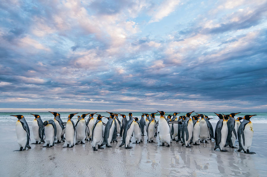 King Penguins On Volunteer Beach Photograph by Tui De Roy