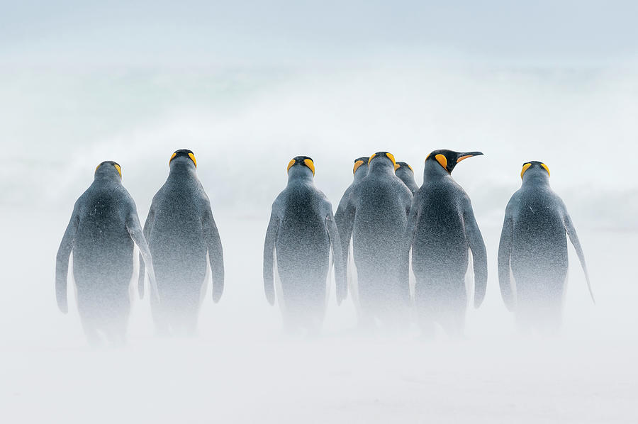King Penguins On Windy Beach Photograph by Tui De Roy