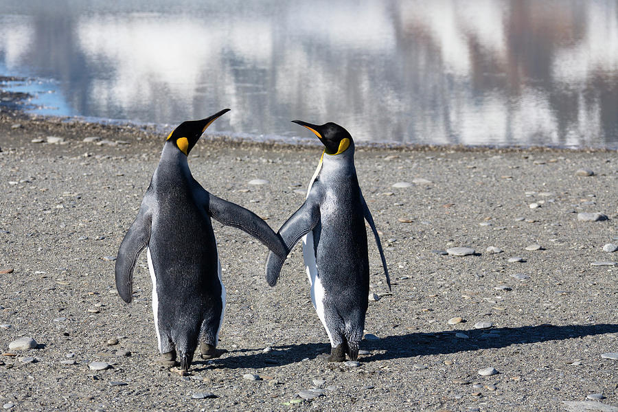 King Penguins, Pair, Aptenodytes Patagonicus, St. Andrews Bay, South ...