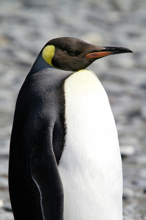 King Penguins, Salisbury Plain, South Photograph by Angelika Stern