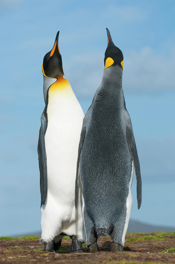 King Penguins Skypointing In Courtship Photograph by Tui De Roy