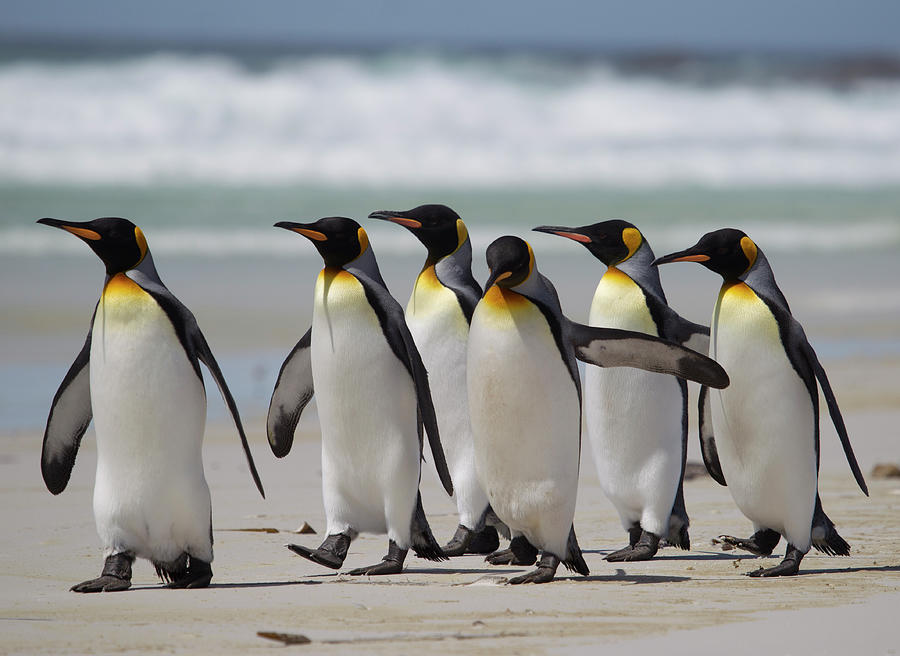 King Penguins Strolling On Beach Photograph by Richard Mcmanus