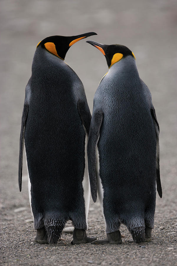 King Penguins, Two Adult Penguins Photograph by Mint Images - Art Wolfe