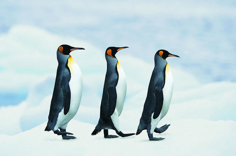 Nature Photograph - King Penguins Walking In Single File by Joel Simon