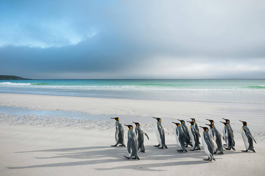 King Penguins Walking Volunteer Beach Photograph by Tui De Roy