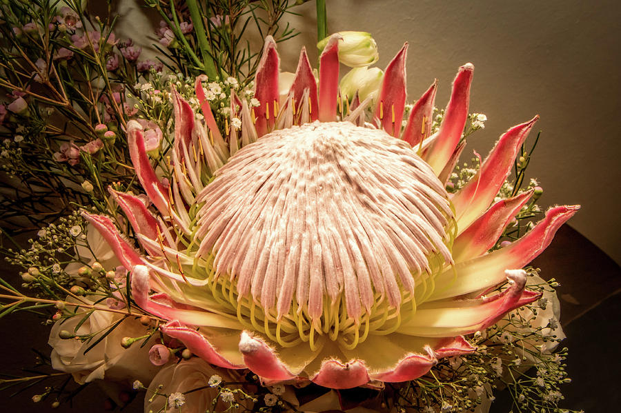 King Protea Of South Africa Photograph